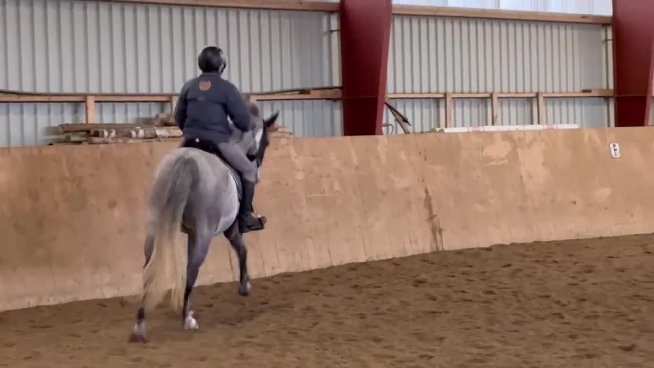 Dressyr hästar till salu: Utvecklingsbar - Video 2
