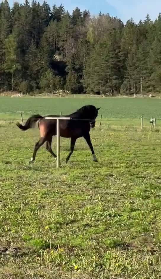 Allround hästar till salu: Tullebo Jan-E e:Orchard Zweed i Vikbolandet - Video 1