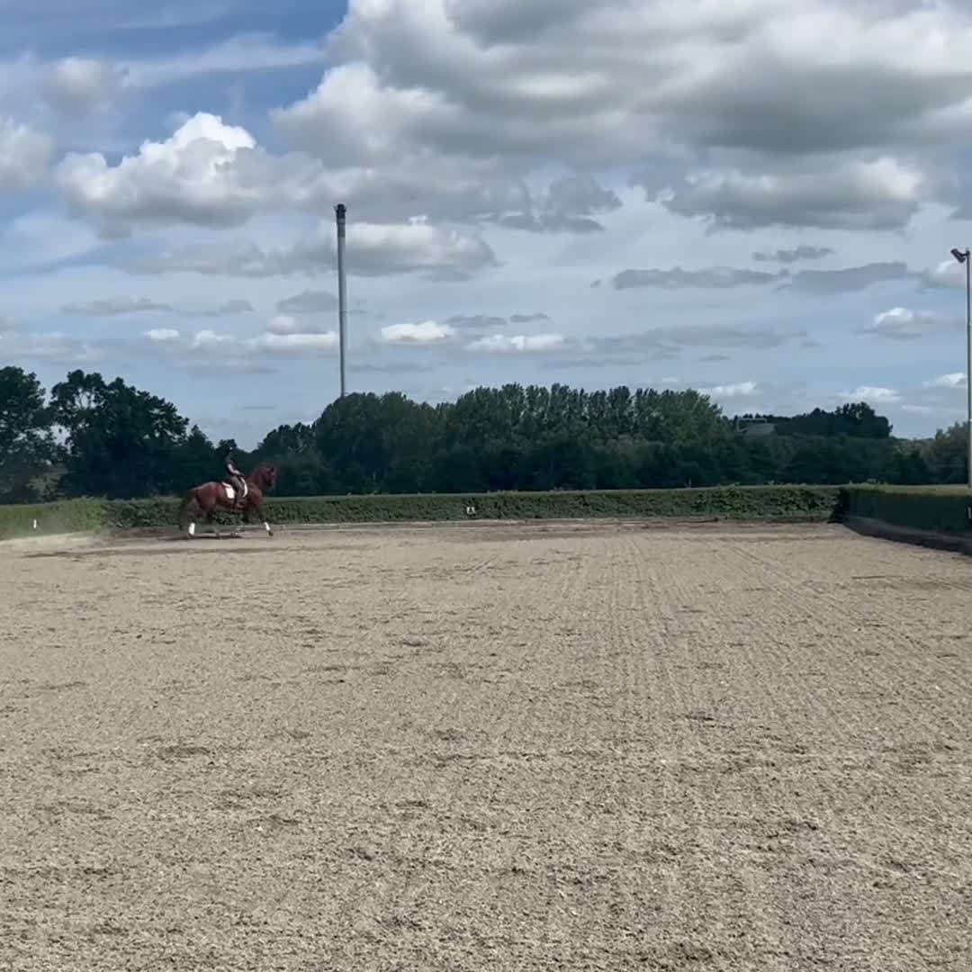 Dressyr hästar till salu: Pigg läromästare i dressyr!  - Video 2