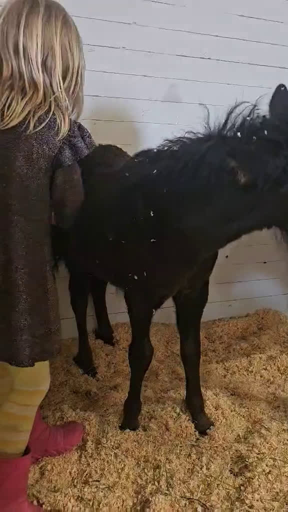 Allround hästar till salu: Vackert och trevligt hingstföl i Vetlanda - Video 1