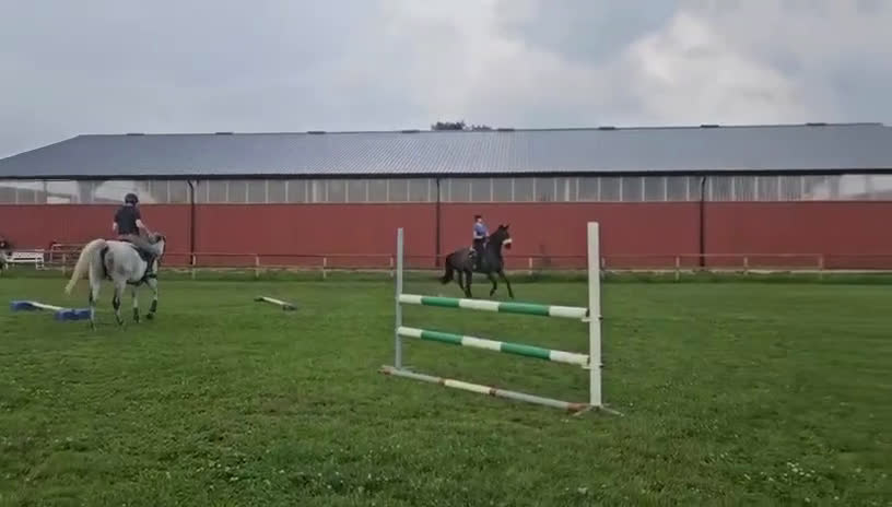 Hoppning hästar till salu: Fantastisk läromästare efter HipHop x Cortez🎖🤩 i Tollarp - Video 1