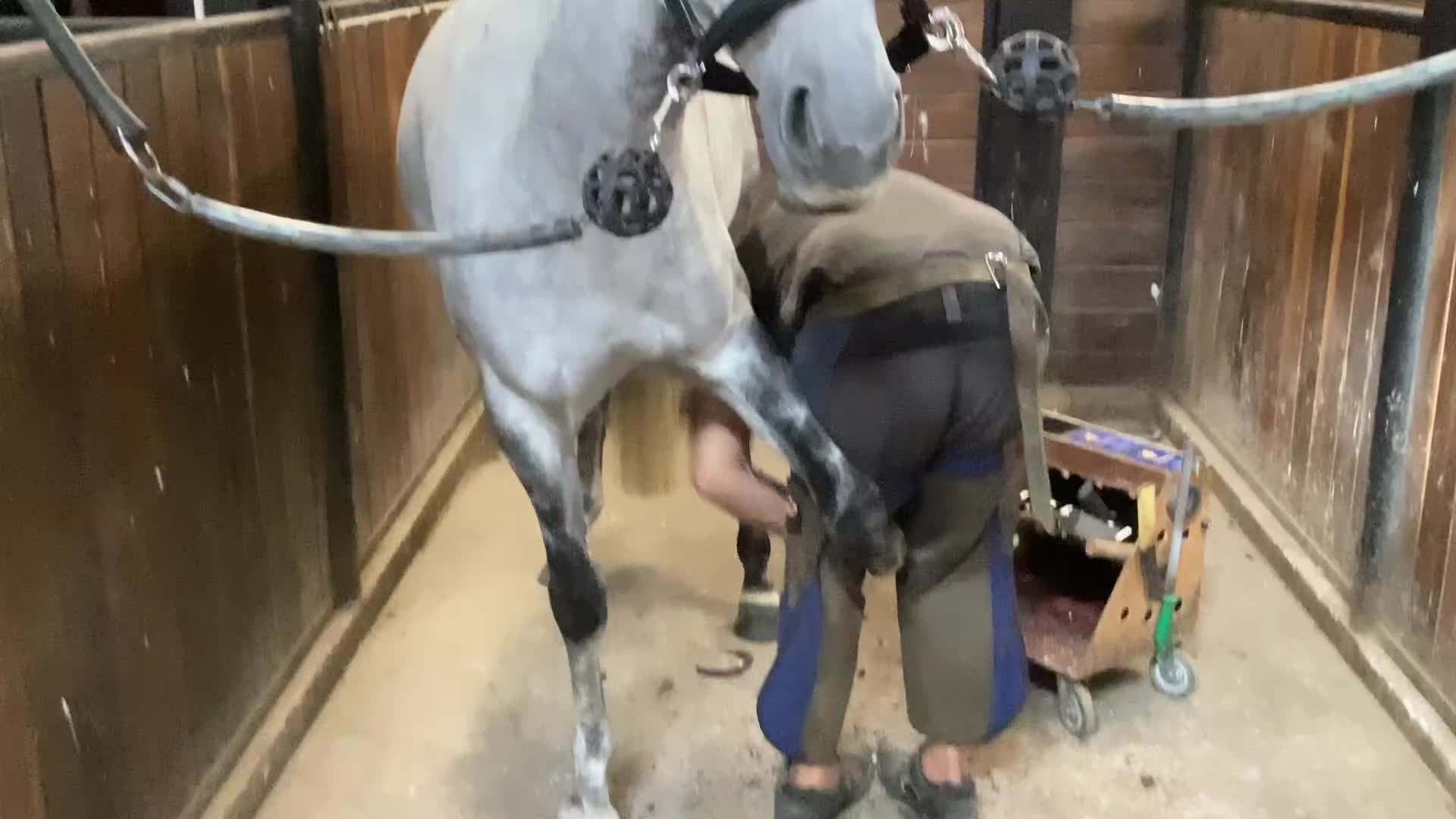 Dressyr hästar till salu: Flott dressyrponny  - Video 2