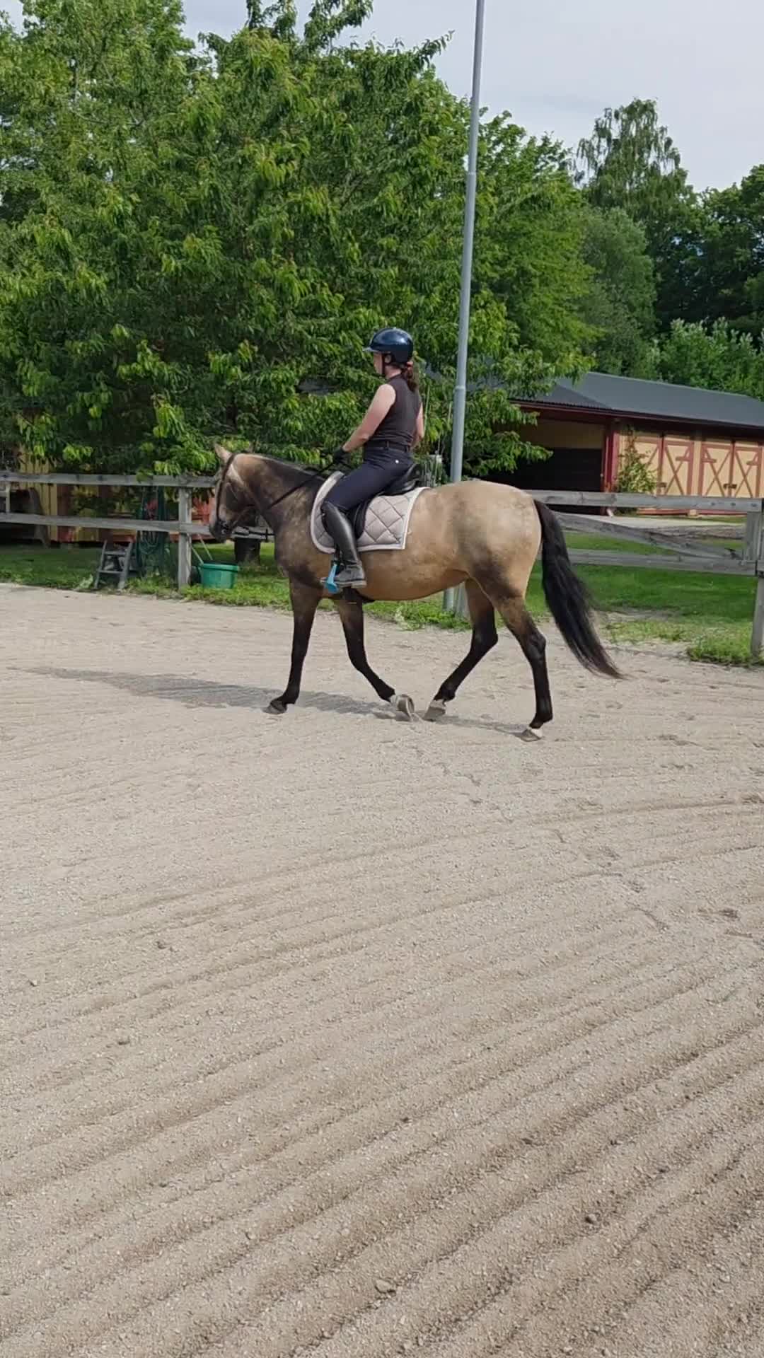 Allround hästar till salu: Lusitano sto med stor potential - Video 1