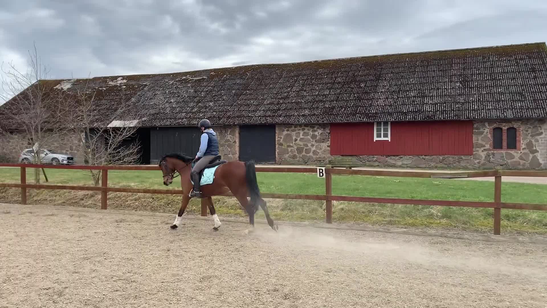 Allround hästar till salu: ⭐️ Lovande allroundponny ⭐️ - Video 1