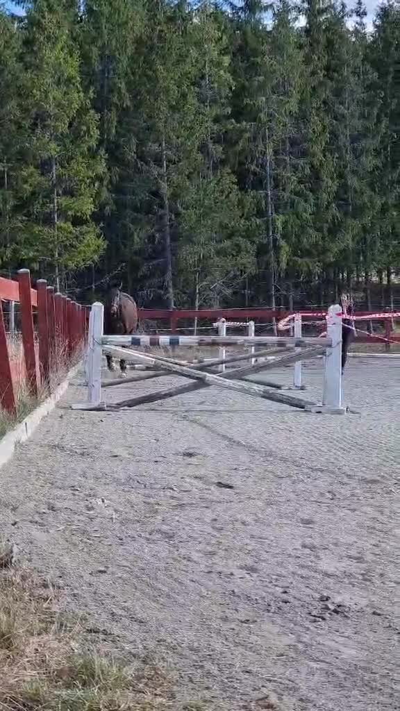 Allround hästar till salu: Superfint fullblodssto - Video 3