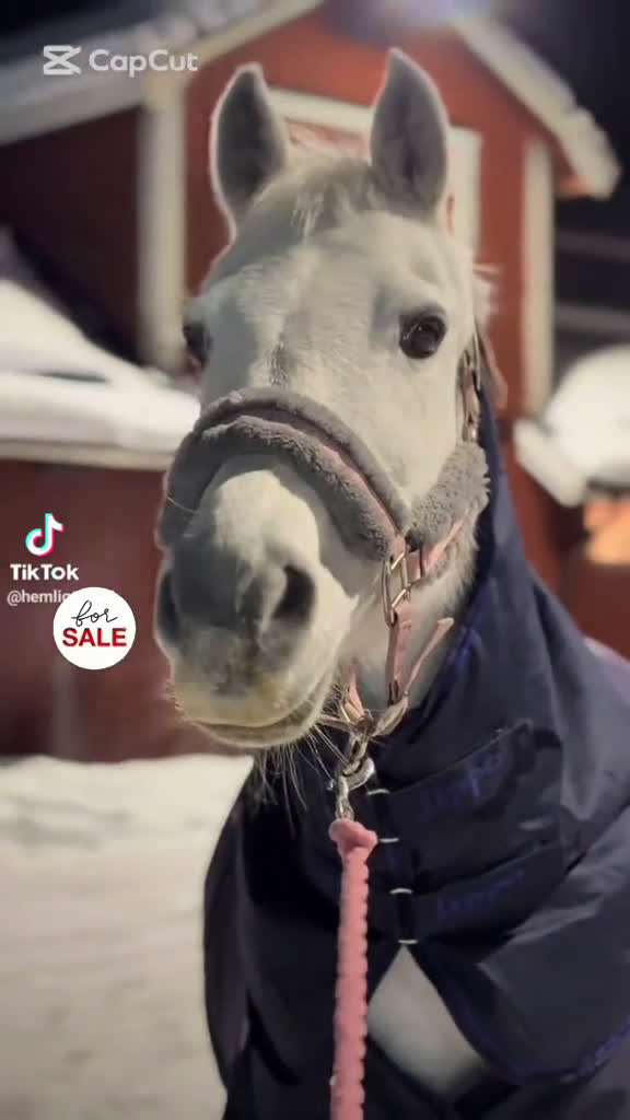 Allround hästar till salu: ✨ Läromästare av rang ✨ - Video 1