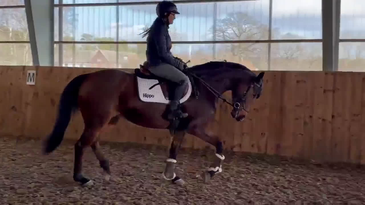 Hoppning hästar till salu: Talangfull och okomplicerad 4-åring - Video 2