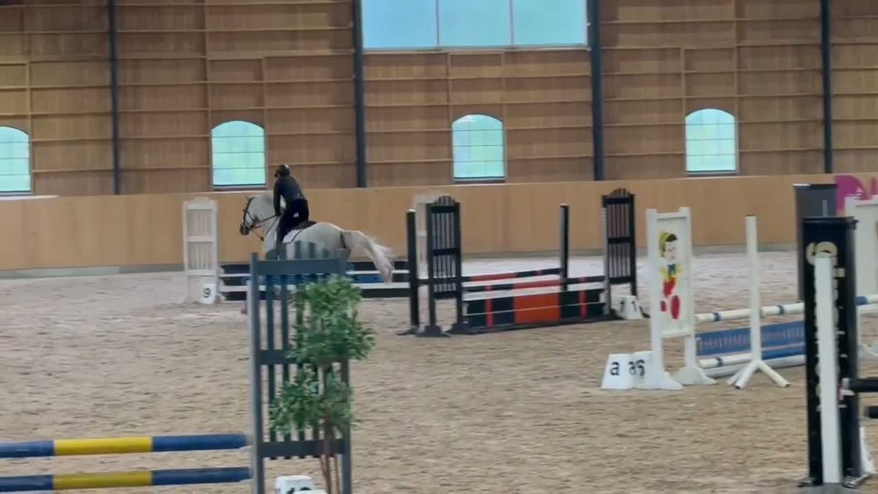 Allround hästar till salu: Härlig valack med potential!  - Video 1