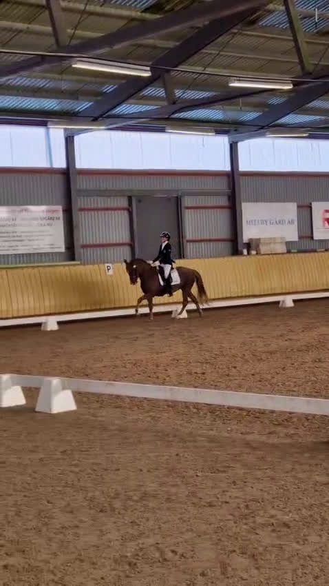 Dressyr hästar till salu: Black Friday, Ta chansen, 4a i SM 2025🤩 i Vallåkra - Video 1