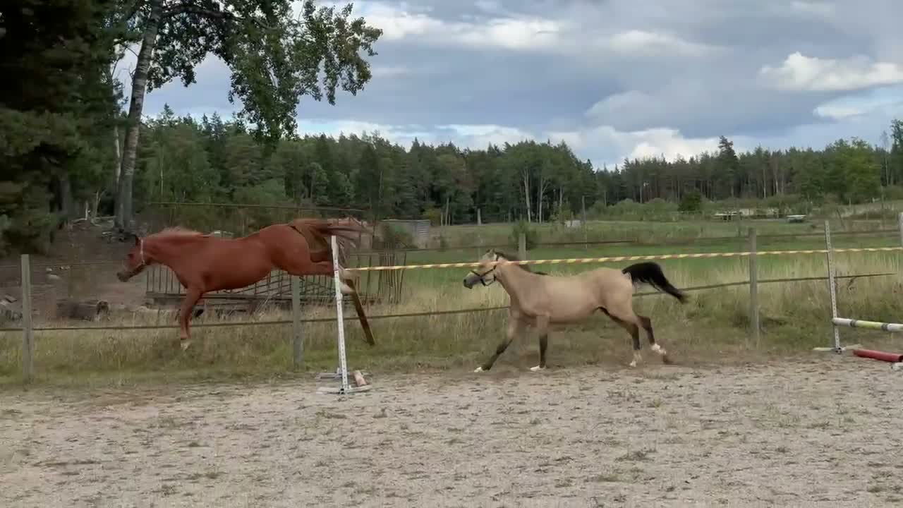 Hoppning hästar till salu: Lovande 2-årigt D-ponnysto med hoppstam i Mariefred - Video 1