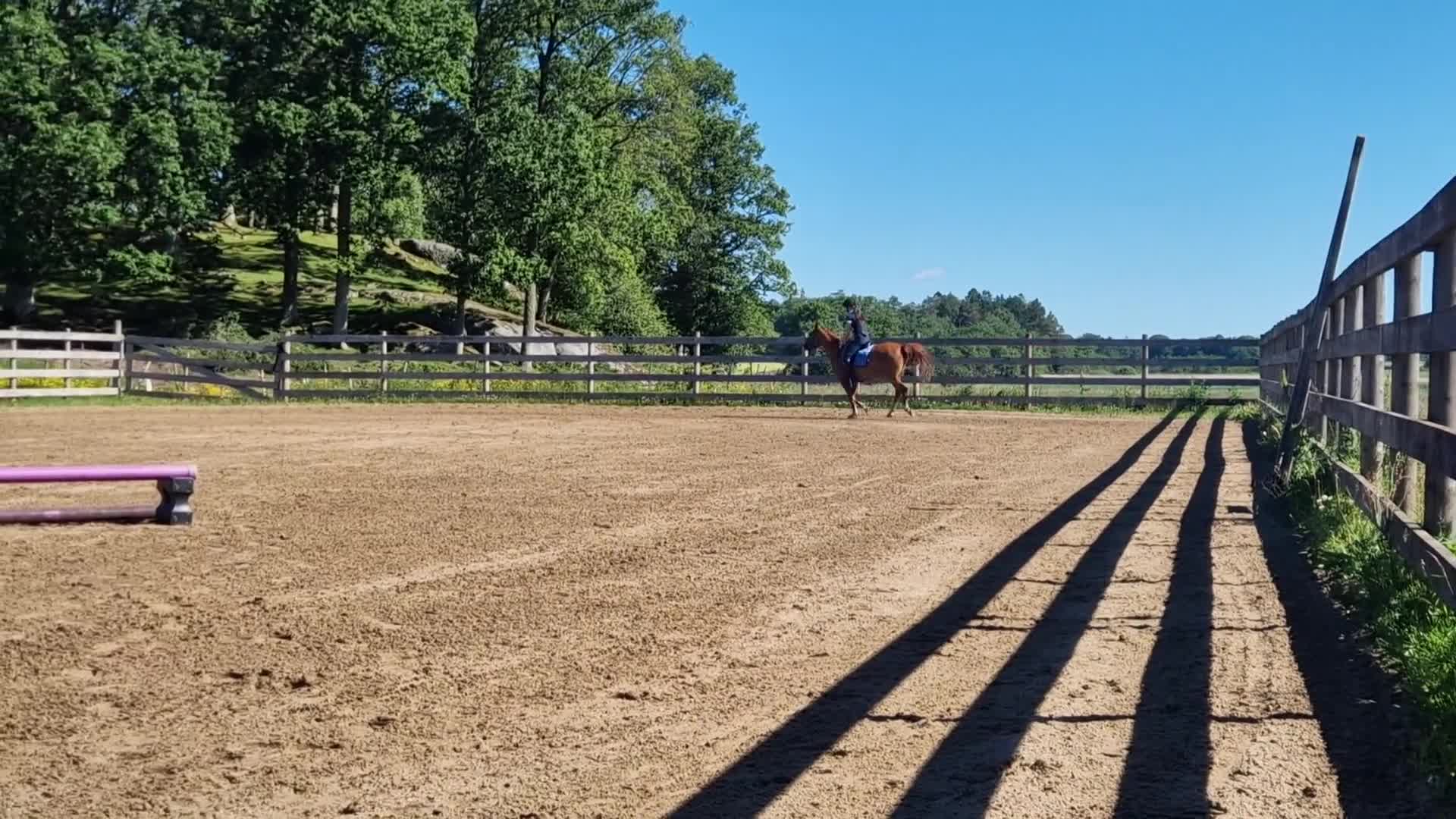 Allround hästar till salu: Lillen söker nytt hem  - Video 2