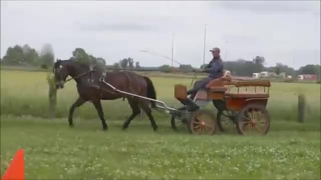 Allround hästar till salu: Premium Allrounder- dressage, driving, jumping - Video 2