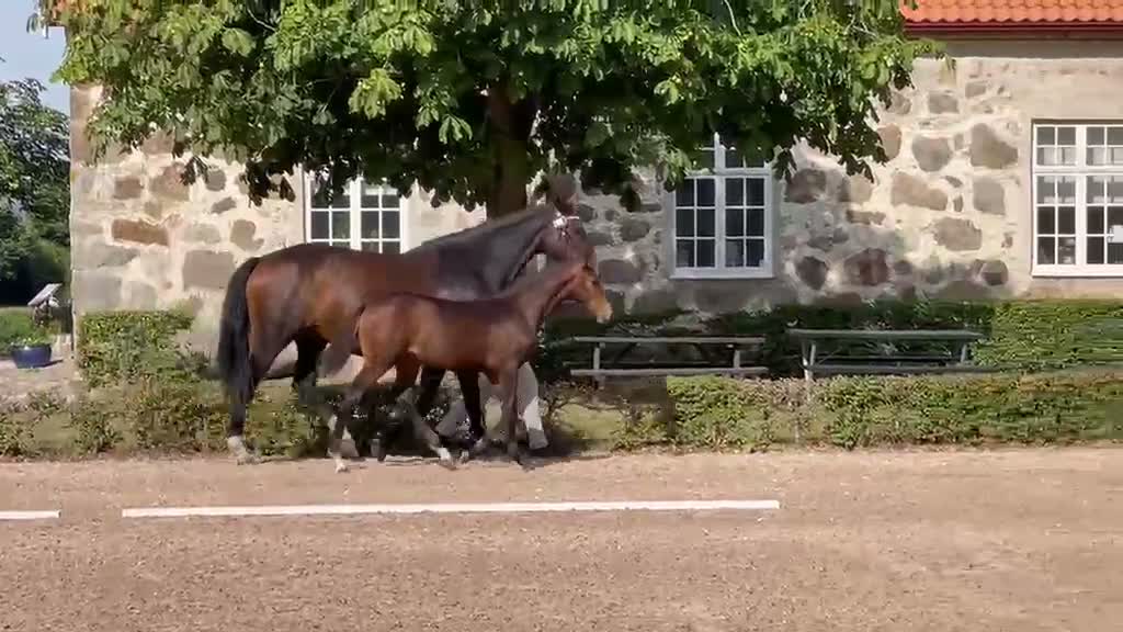 Dressyr hästar till salu: Fantastiskt fint & rörligt föl i Vollsjö - Video 1