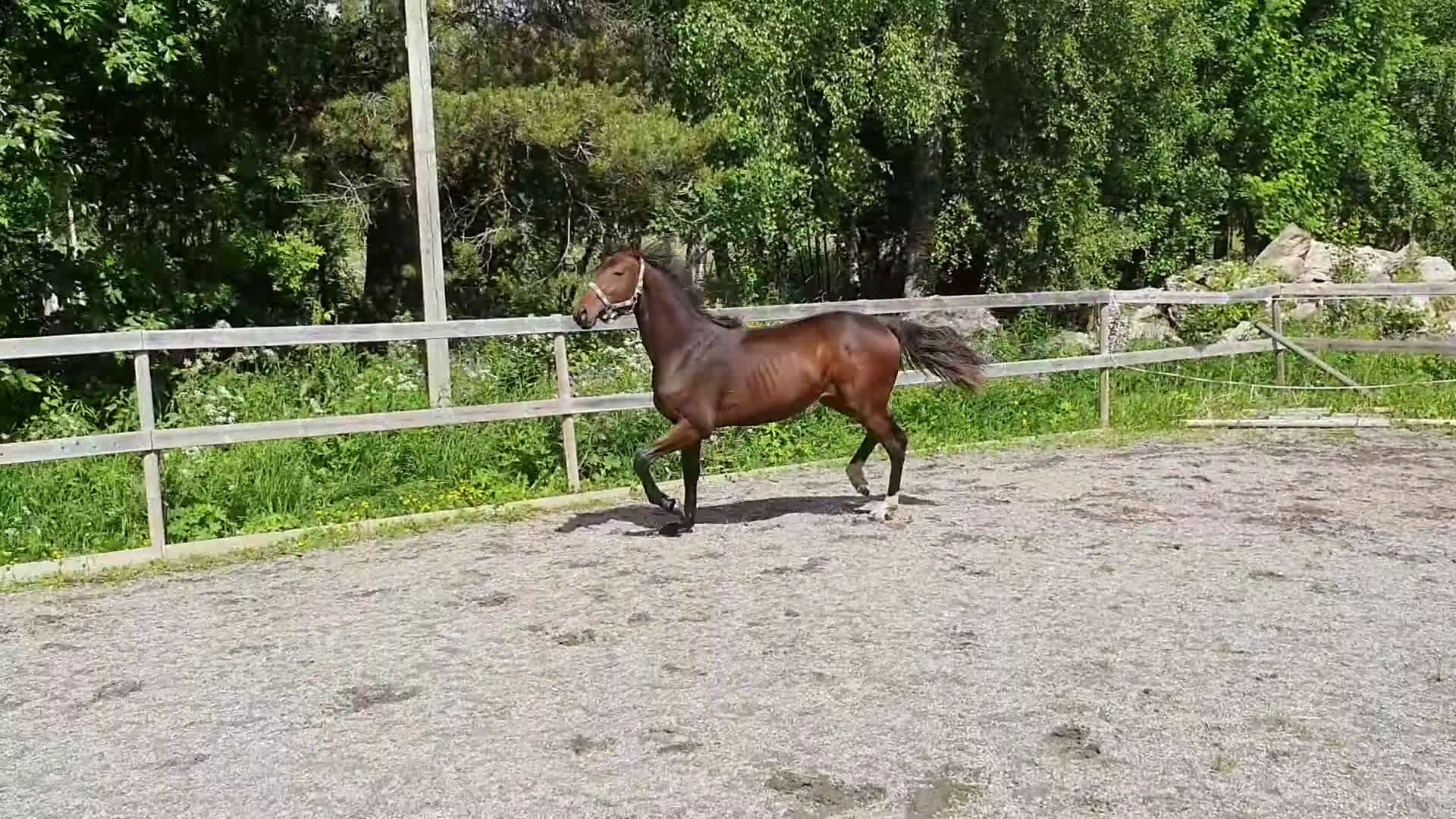 Dressyr hästar till salu: Ettåring för dressyr med trevlig mekanik i Aspås - Video 1