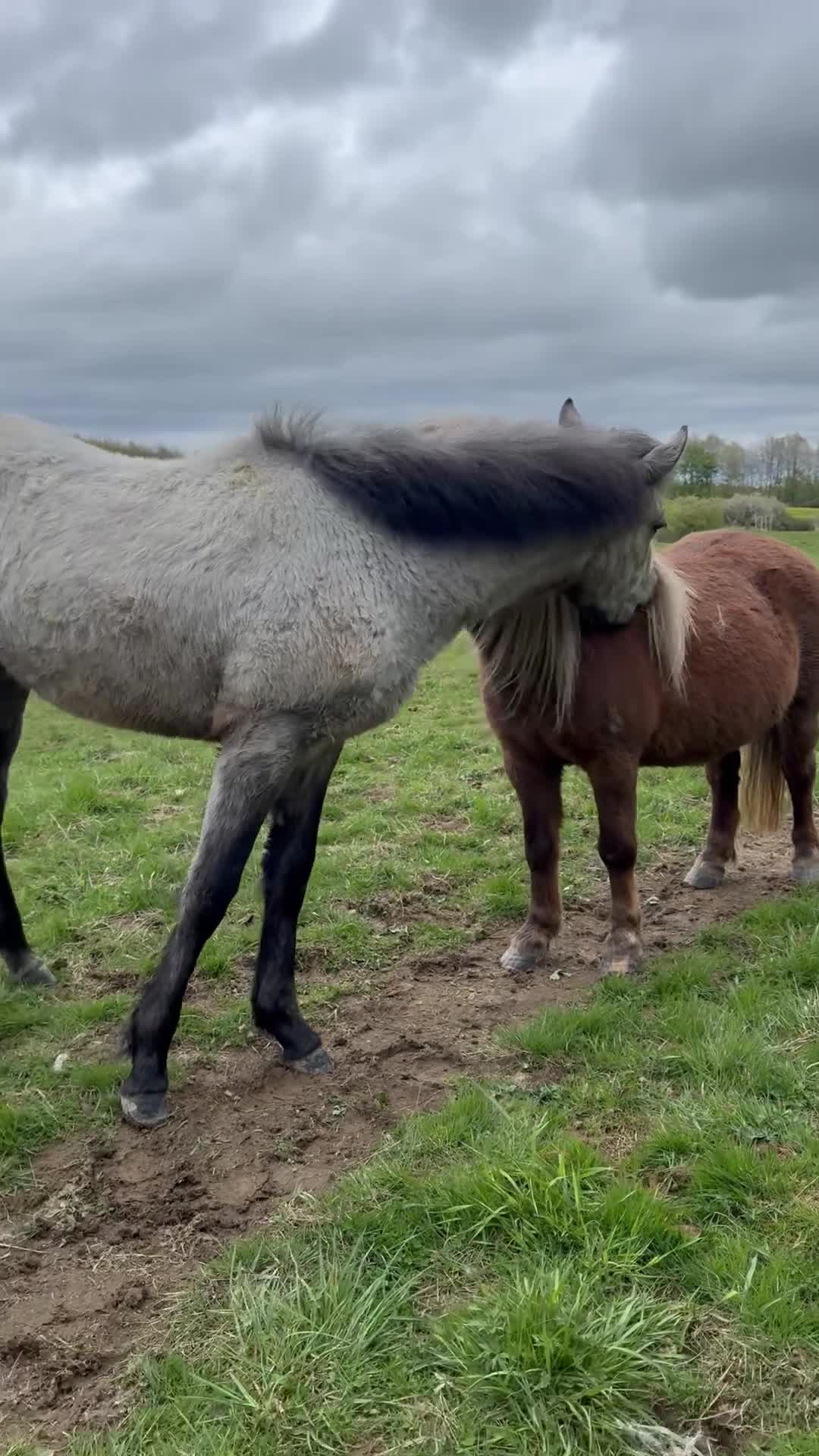 Allround hästar till salu: Välhanterad connemara - Video 3