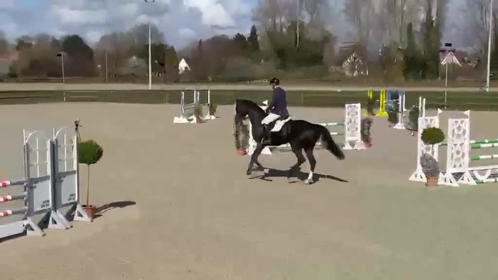 Hoppning hästar till salu: Hopphäst till salu i Hallstahammar - Video 2