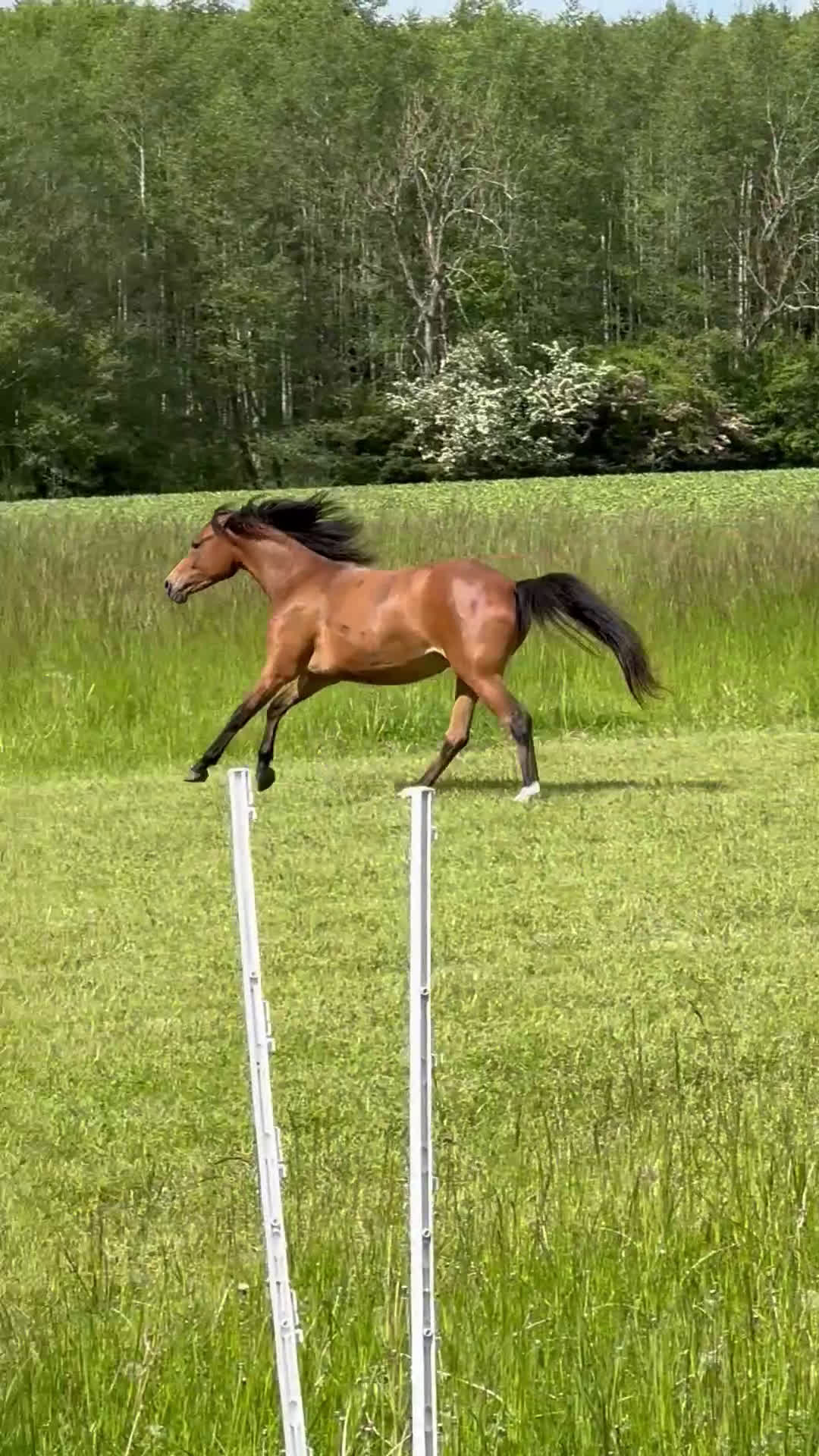 Allround hästar till salu: Jättetrevligt och vackert ungsto i Sjöbo - Video 1