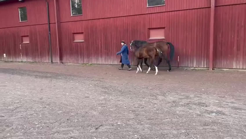 Allround hästar till salu: Snygg blivande dubbeltalang avlad för hållbarhet  i Grums - Video 3