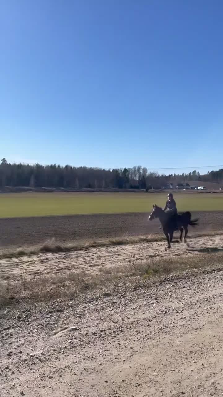 Allround hästar till salu: Söt häst söker nytt hem! i Adelsö - Video 2