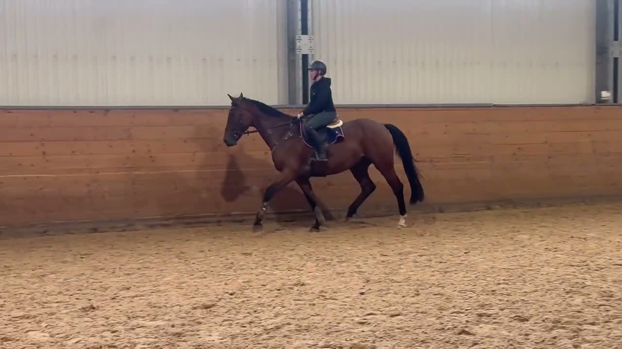 Allround hästar till salu: Fynda trevlig valack! - Video 1