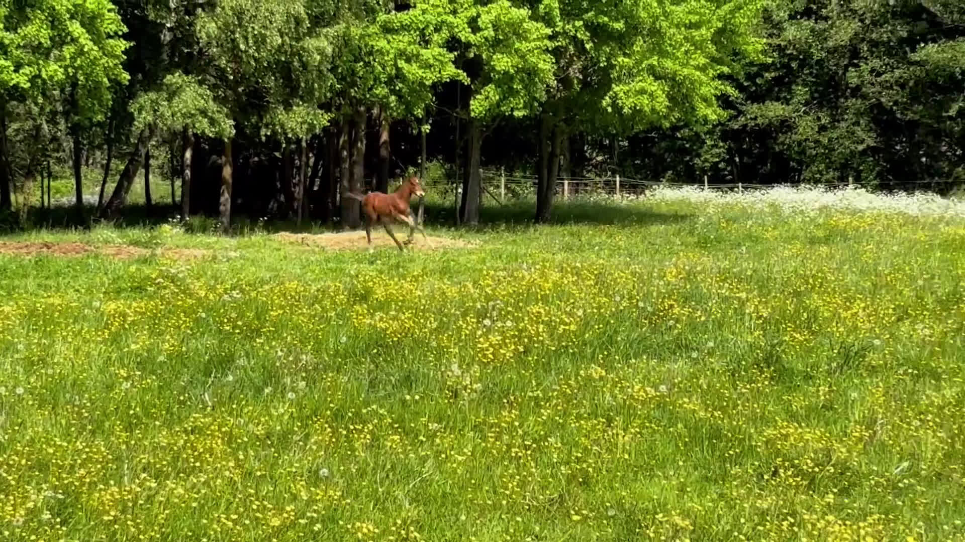 Hoppning hästar till salu: Vackert hingstföl med prestationsstam i Odensbacken - Video 1