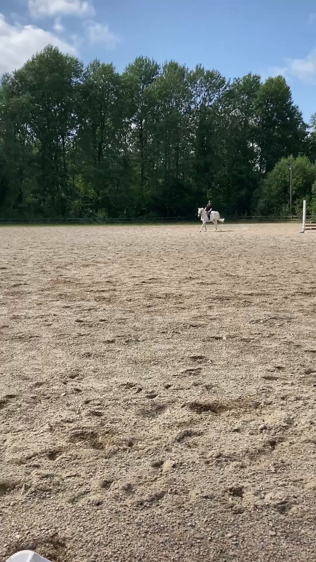 Allround hästar till salu: Trevlig och positiv D-ponny - Video 4