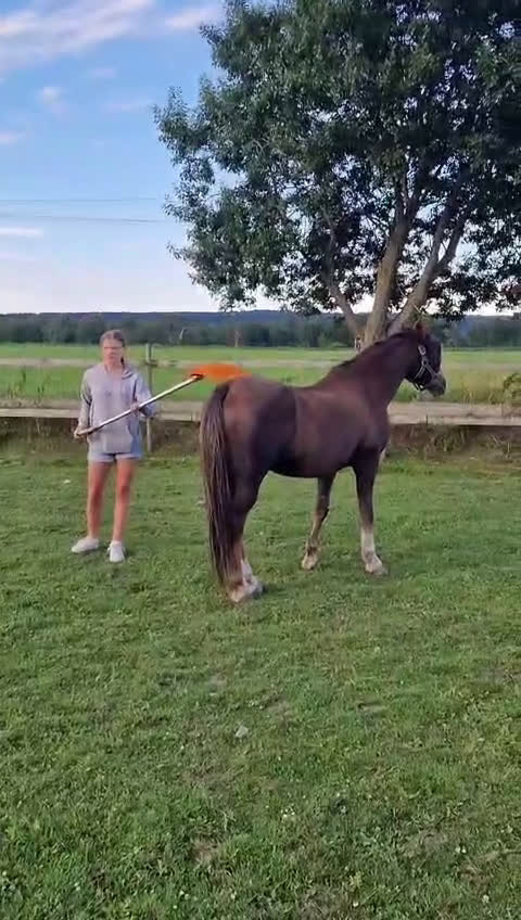 Allround hästar till salu: C-ponny till salu   i Billesholm - Video 3