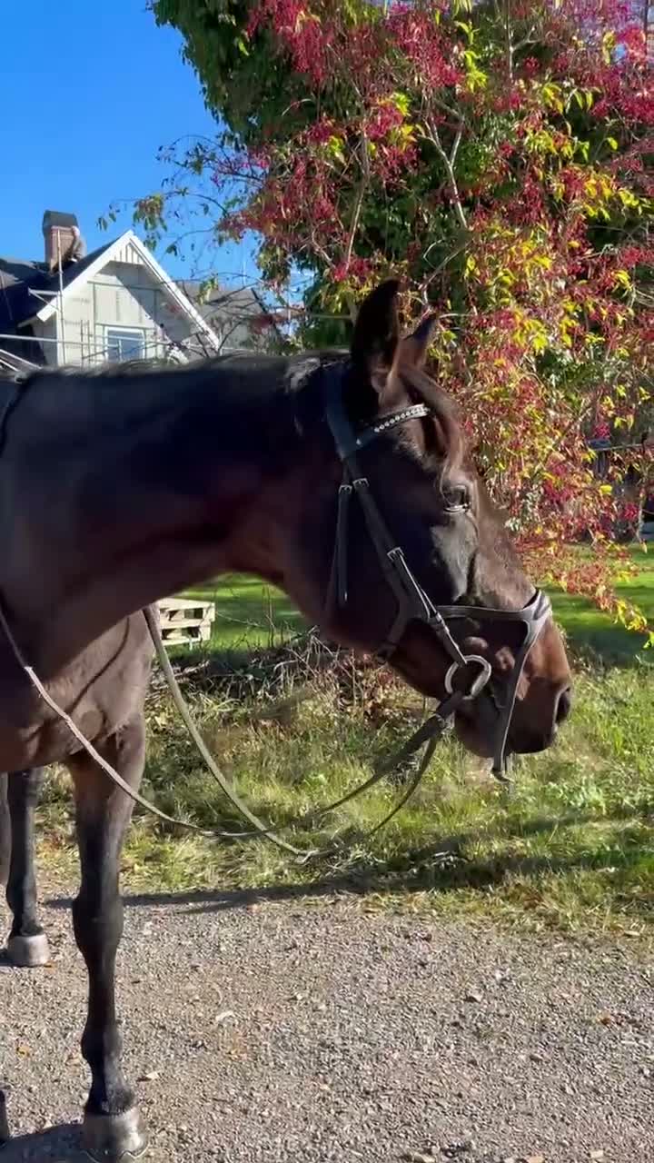 Allround hästar till salu: Allround häst med motor💕 - Video 1