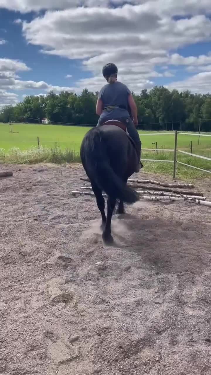 Allround hästar till salu: Balder – snäll och vacker - Video 5