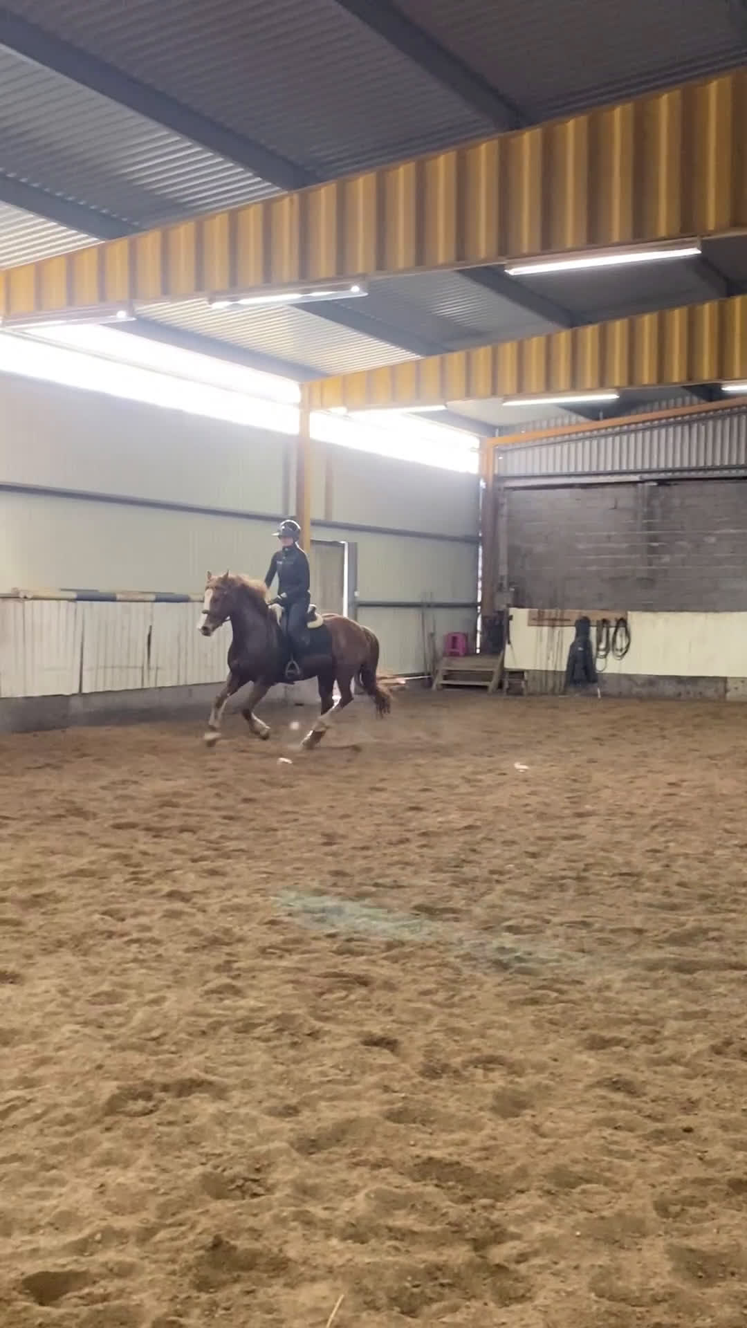 Allround hästar till salu: Trevlig allroundponny - Video 2