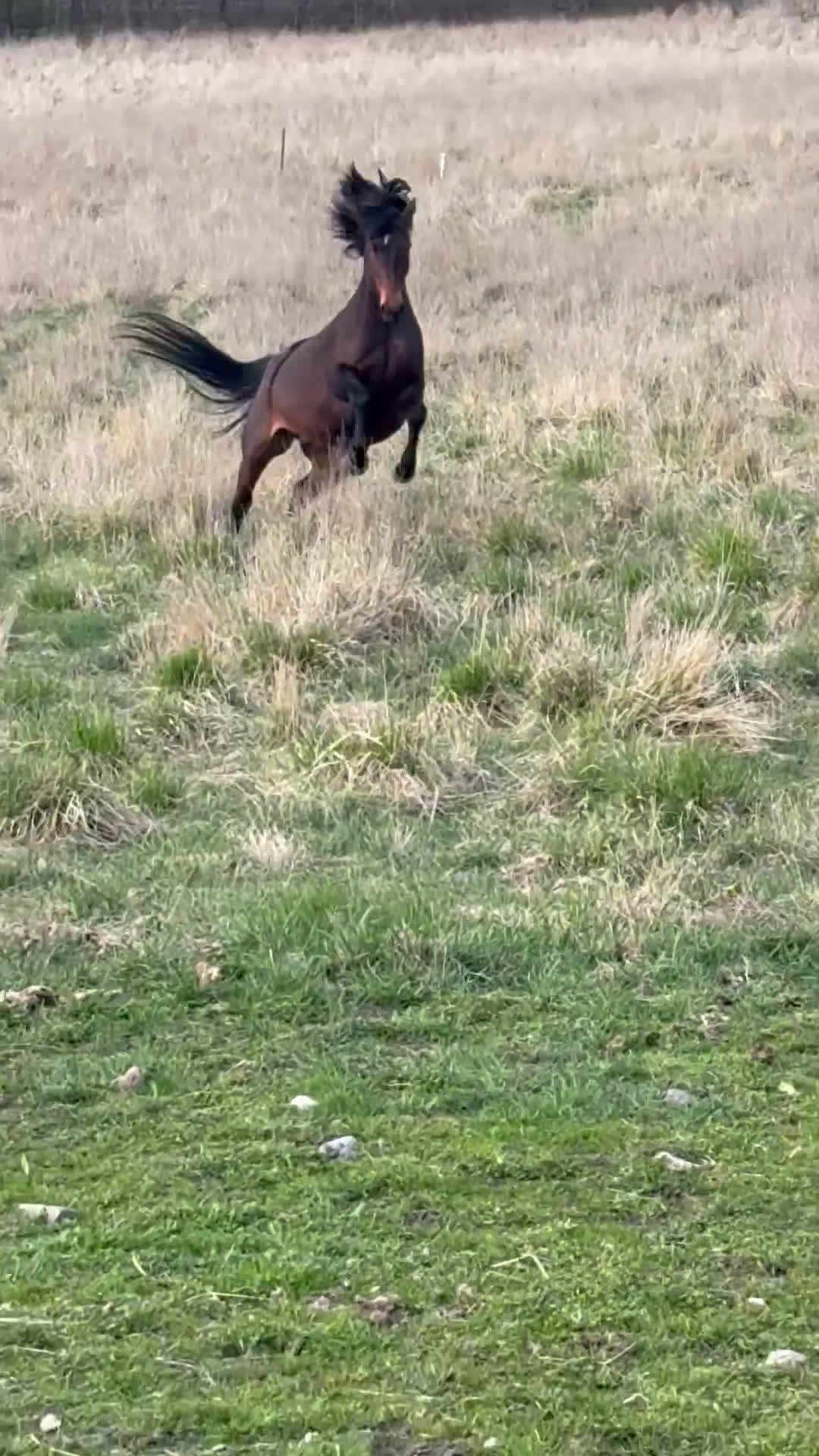 Dressyr hästar till salu: BOKAD: Avelssto dräktig m Hesselhøj D.U i Kalmar - Video 2