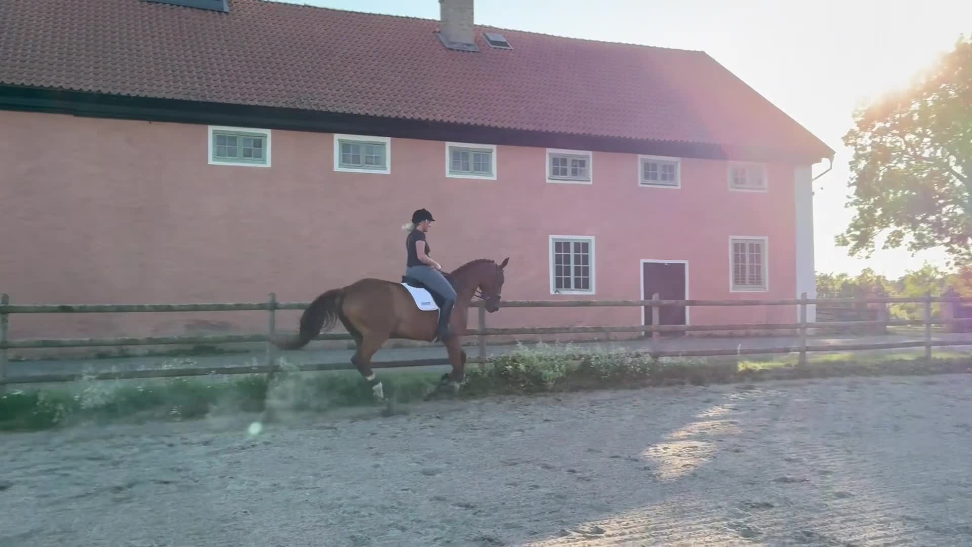Dressyr hästar till salu: Hobbyhäst med utstrålning  i Götene - Video 4