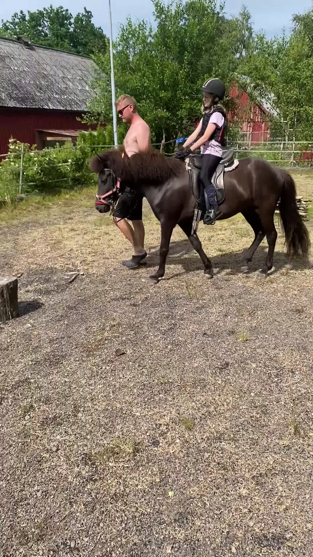 Island hästar till salu: 5-årigt islandssto i Munka-ljungby - Video 1