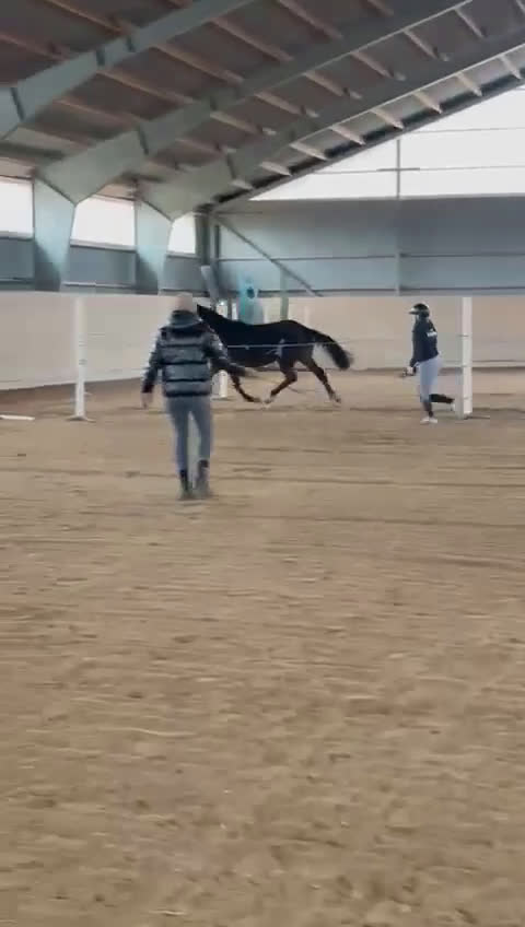 Allround hästar till salu: Välstammat 2 åring sto i Vimmerby - Video 3