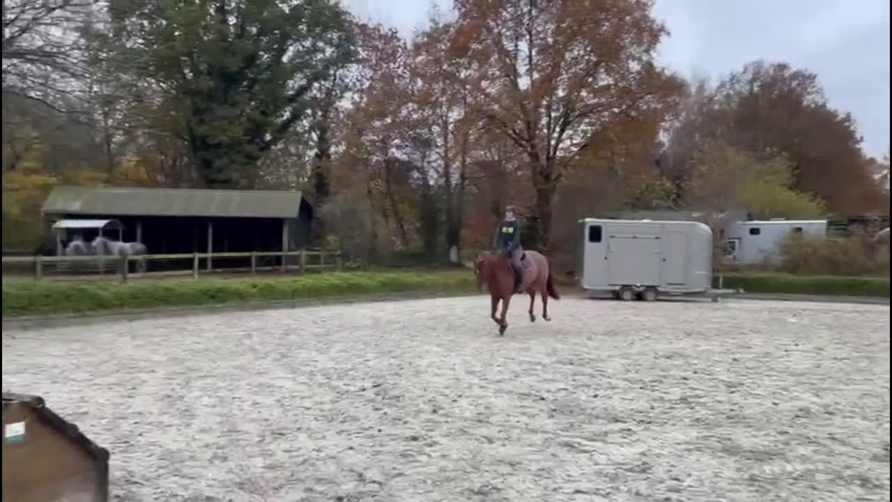 Fälttävlan hästar till salu: Super trevlig unghäst i Dösjebro - Video 3