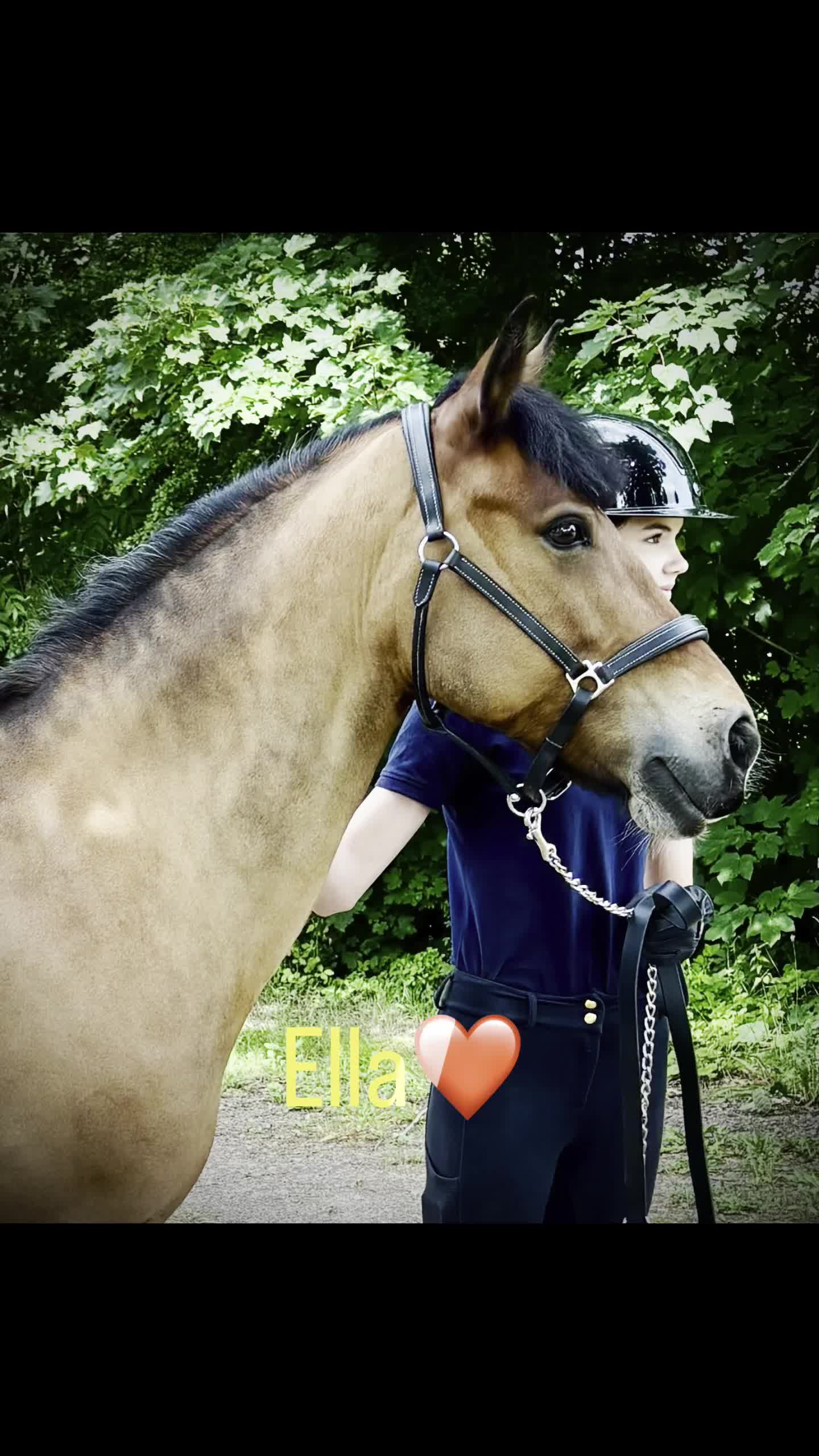 Dressyr hästar till salu: Trygg och erfaren läromästare - Video 1