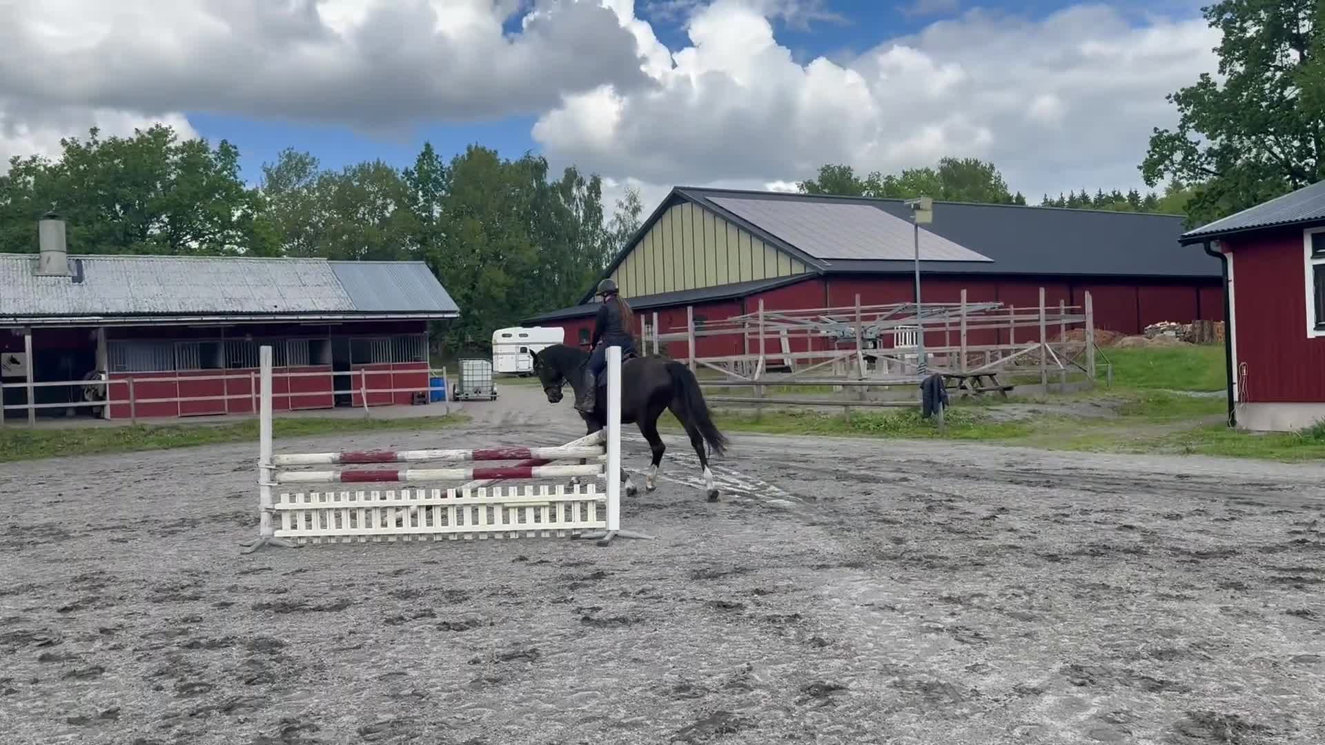 Hoppning hästar till salu: 4 åring SWB valack - framtida tävlingshäst  - Video 3