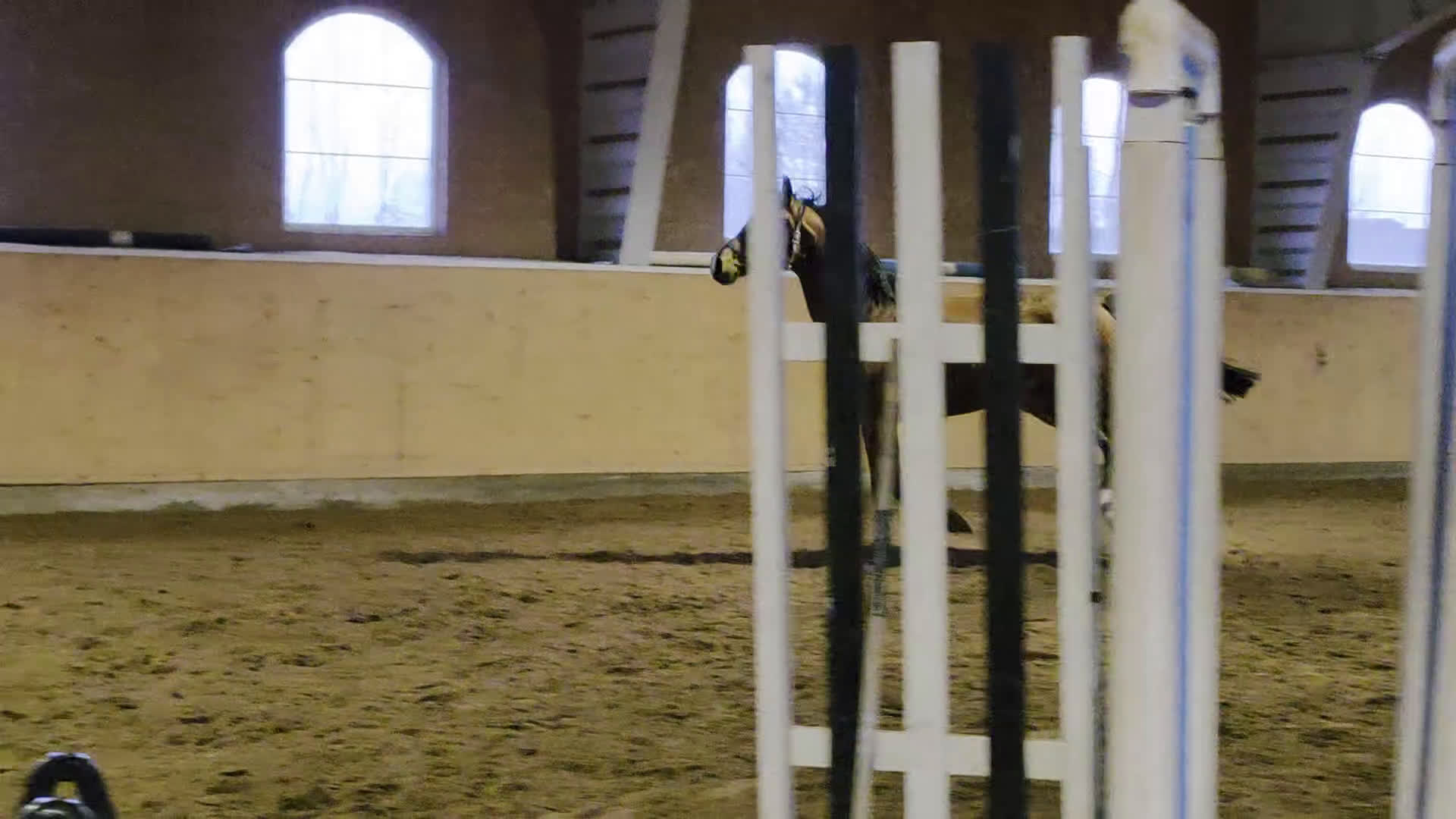 Allround hästar till salu: Projekt - Video 1