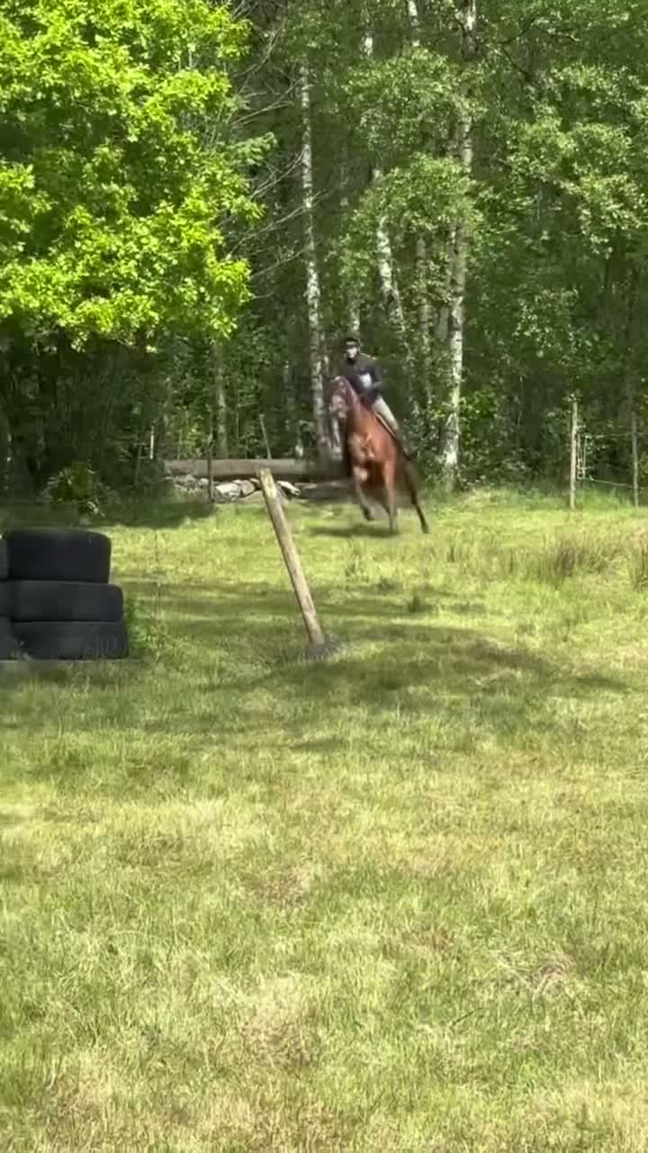 Allround hästar till salu: En bästa vän att ha kul med i alla grenar!  - Video 4