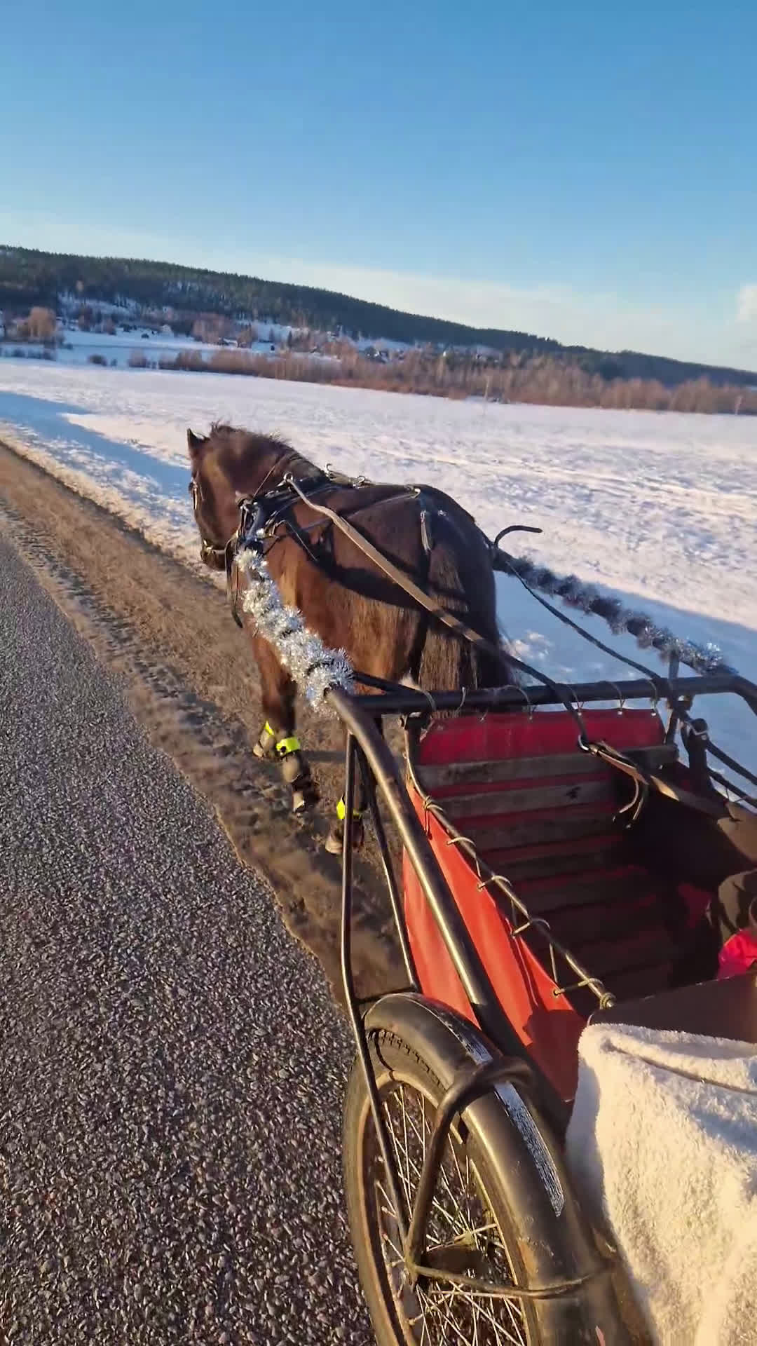 Allround hästar till salu: Tryggt russ söker förevigt hem ❤️ i Umeå - Video 2