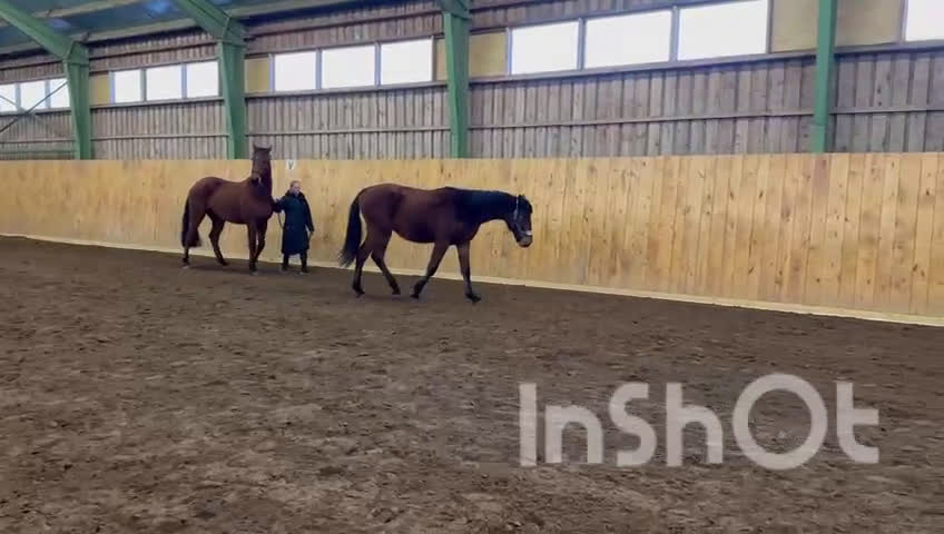 Hoppning hästar till salu: Lovande 2-åring Carib Blue Boneca  SWB - Video 1