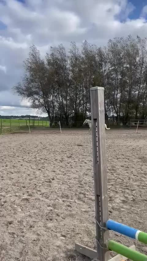 Allround hästar till salu: Lovande ungponny! - Video 5