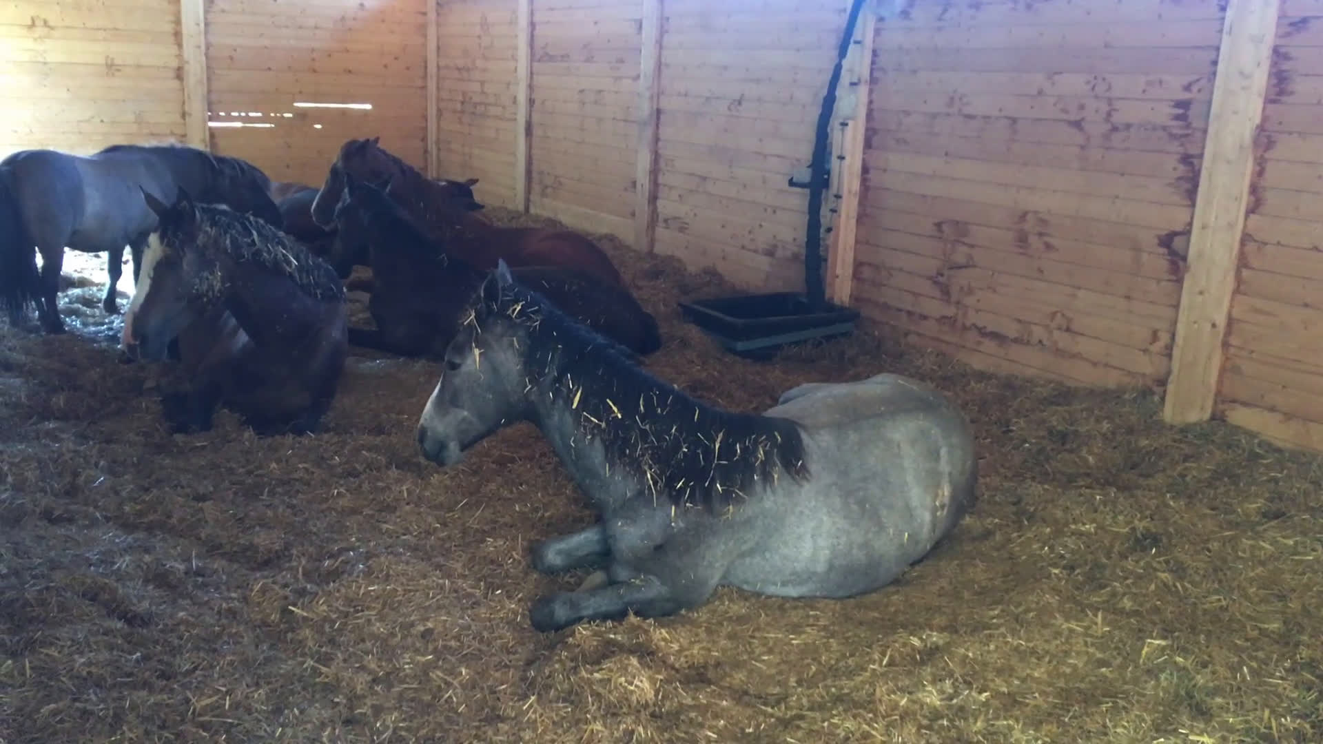  stallplats finnes: Lösdrift Unghingst Valack Sto Norrköping 2500:-  i Norrköping - Video 4