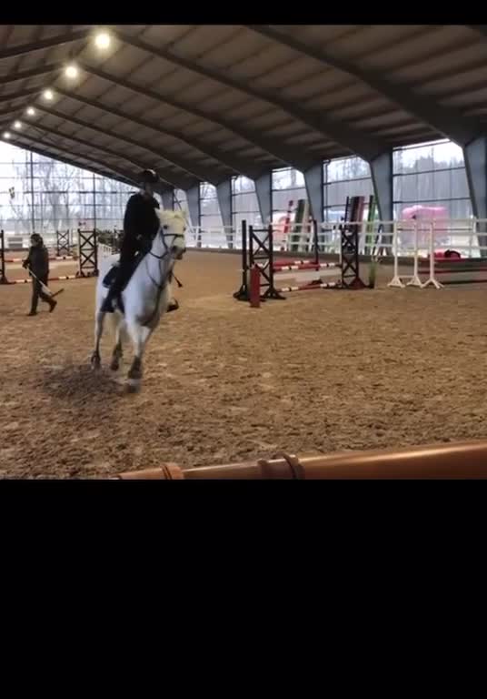Allround hästar till salu: Pärlan söker nytt hem⭐️ - Video 2