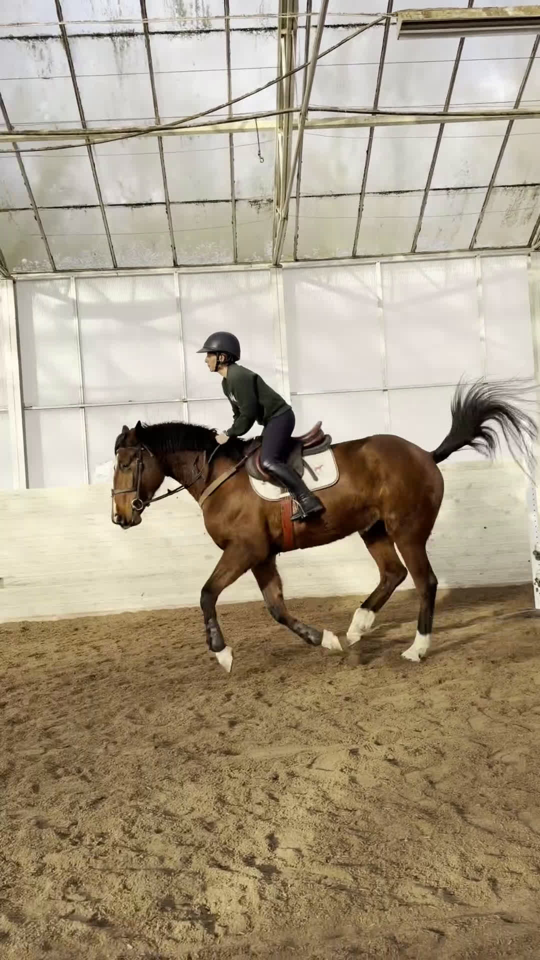 Hoppning hästar till salu: Fint sto till salu!  - Video 1