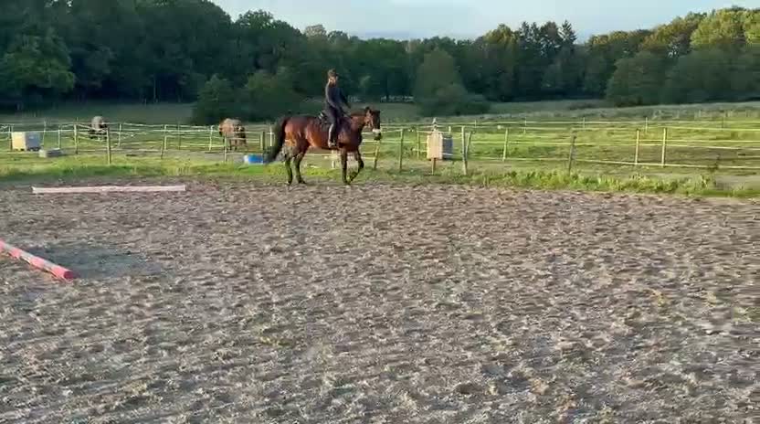 Allround hästar till salu: Snäll och rolig ridtravare - Video 1
