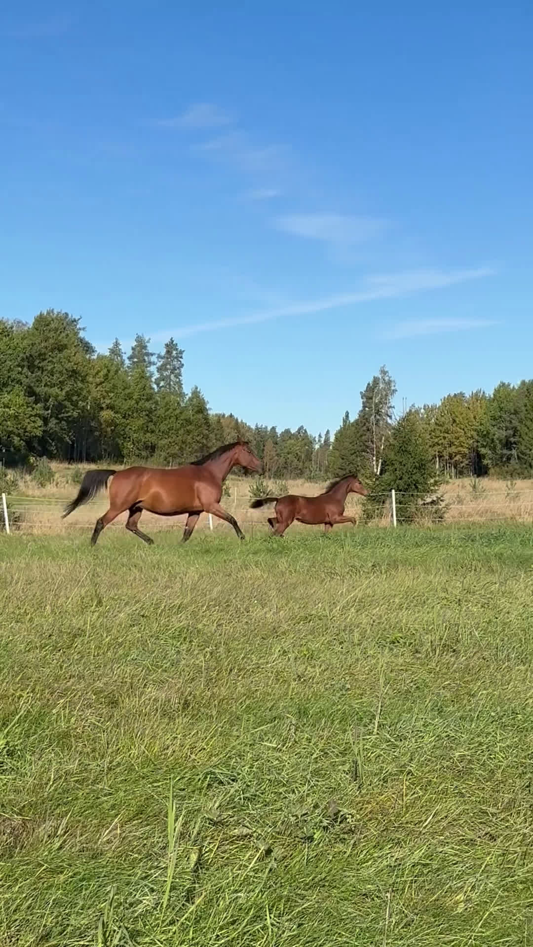 Avelshästar hästar till salu: Paketpris  i Vedevåg - Video 1