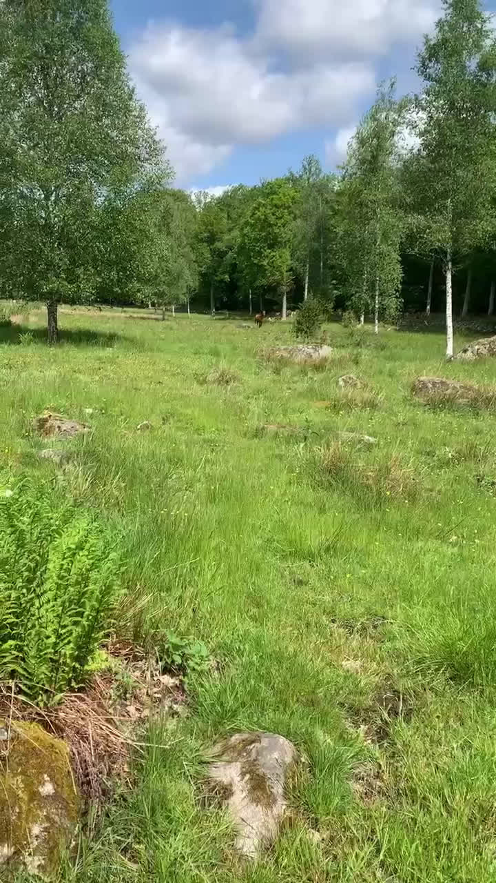 Allround hästar till salu: Nyfiken, snäll valack söker sin människa  i Kallinge - Video 1