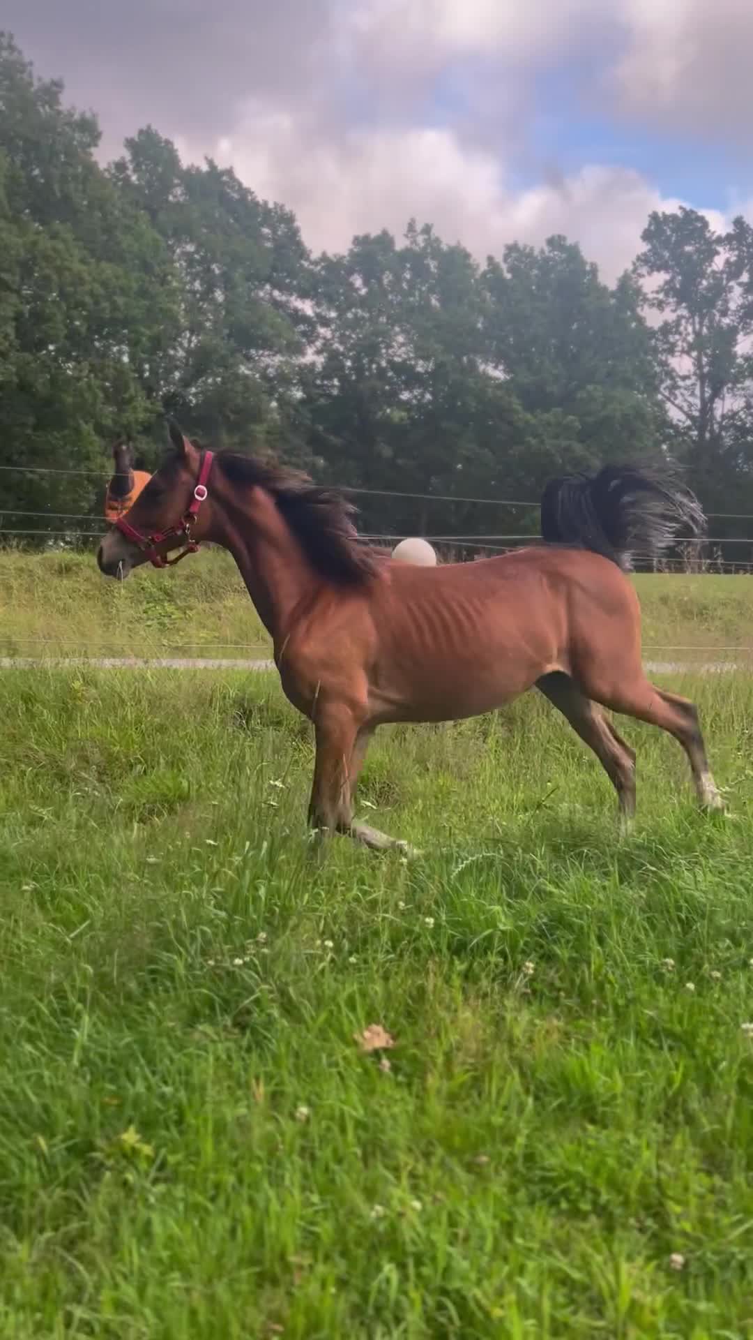 Allround hästar till salu: Social och trevlig ungponny ⭐️ - Video 1