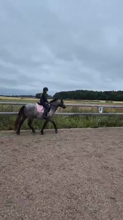 Hoppning hästar till salu: Connemarasto, 3 år – lovande allroundponny - Video 1